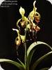 Paph. parishii x lowii